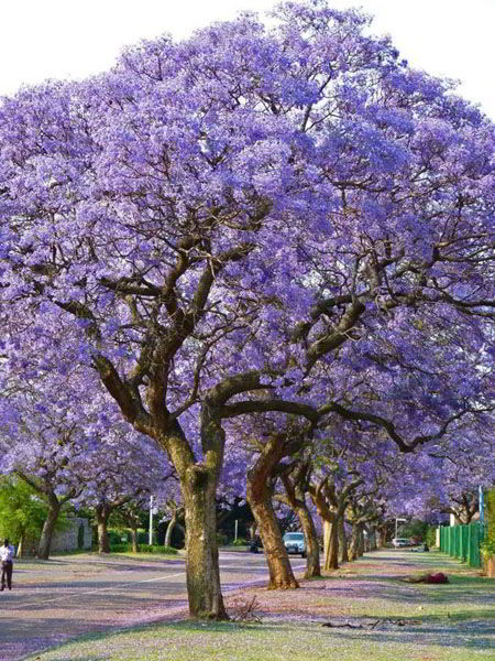 Dietario desde mi jardín - Jacarandas
