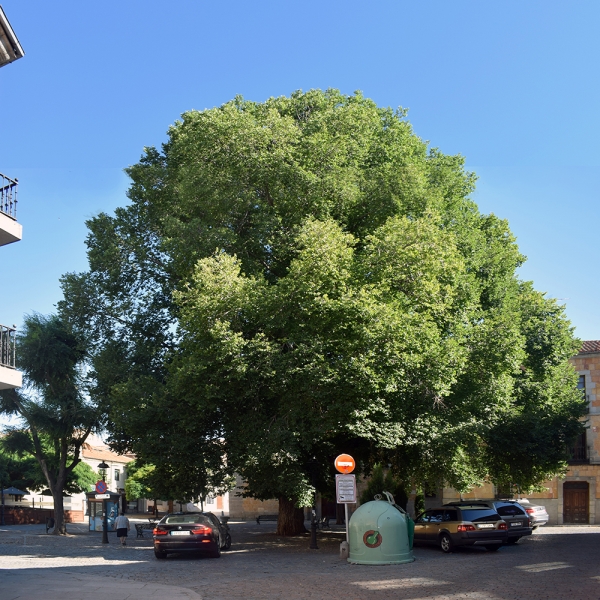 Dietario desde mi jardín - Olmo
