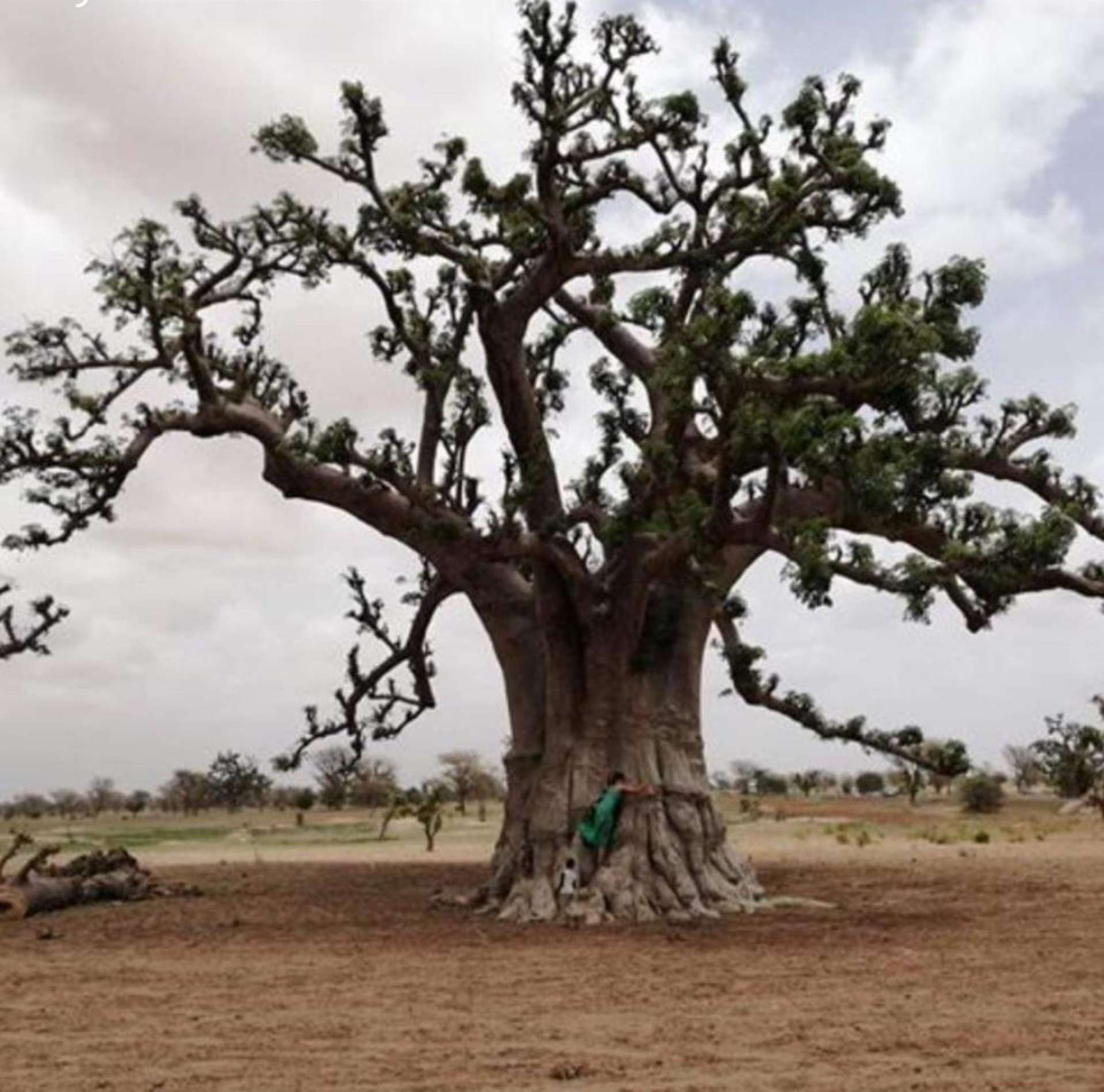 Dietario desde mi jardín - Baobab