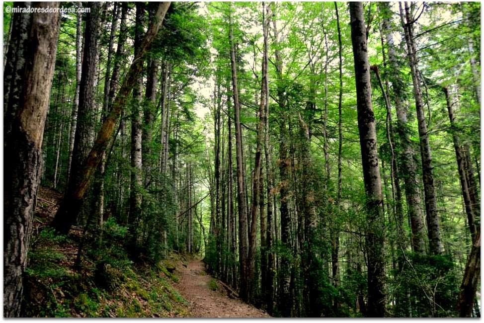Dietario desde mi jardín - Hayas