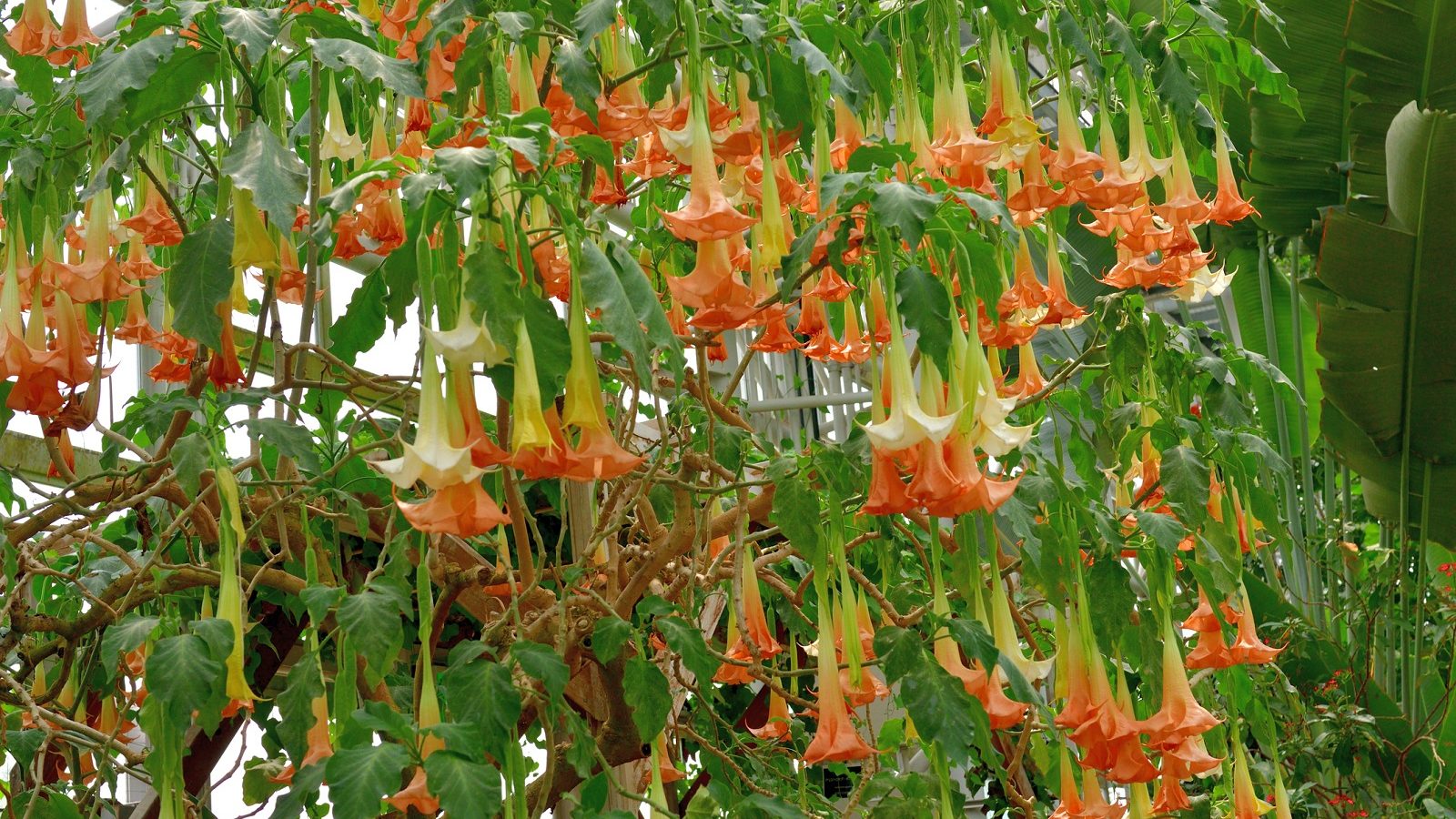 Dietario desde mi jardín - Flores atrapadas