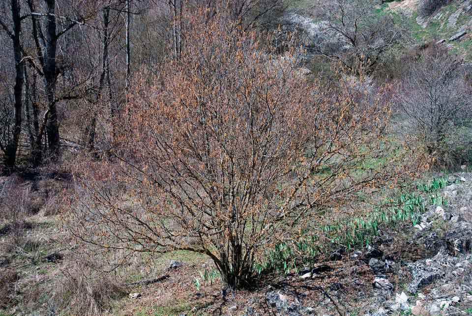 Dietario desde mi jardín - Avellano