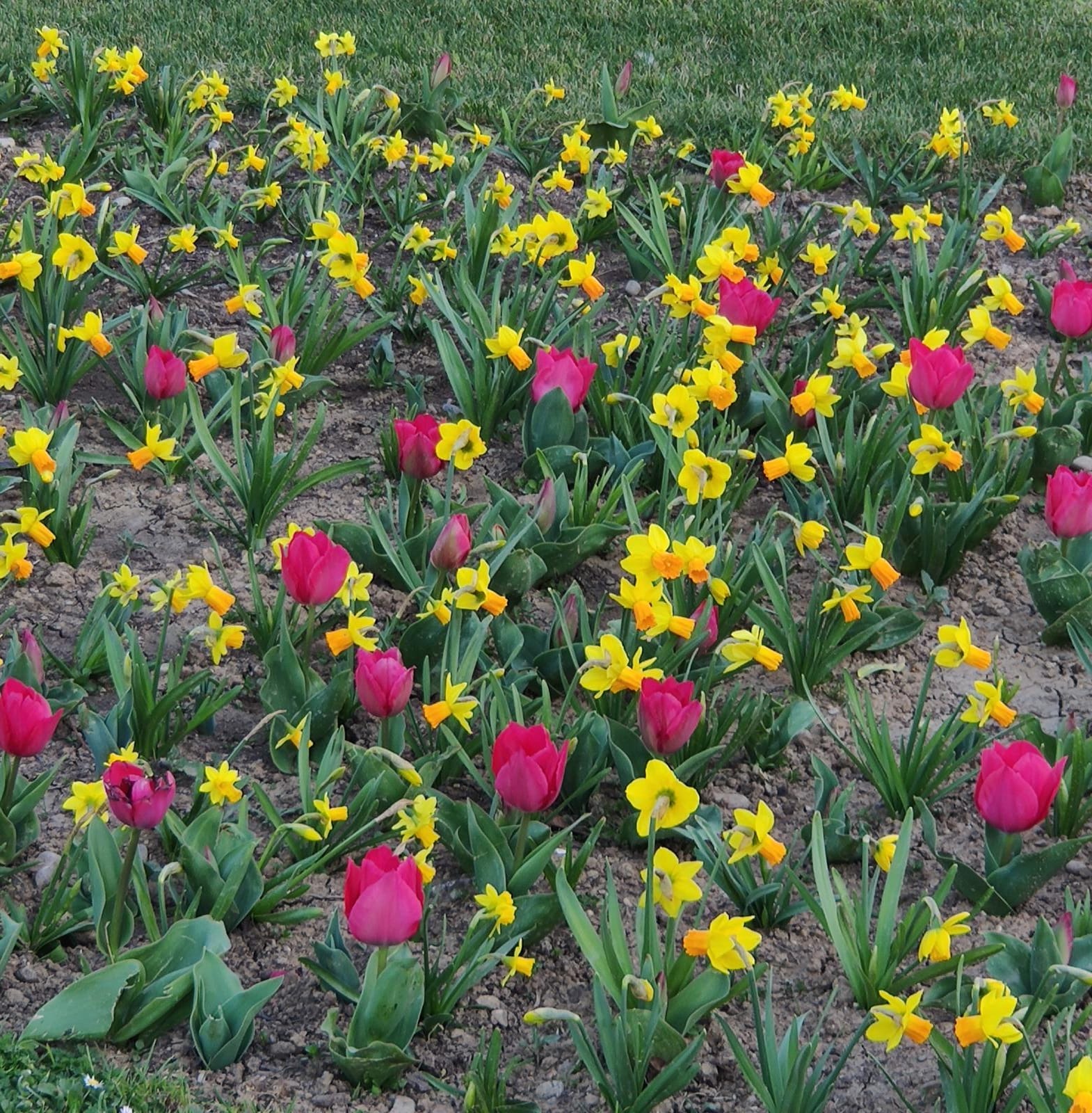 Dietario desde mi jardín - Flores