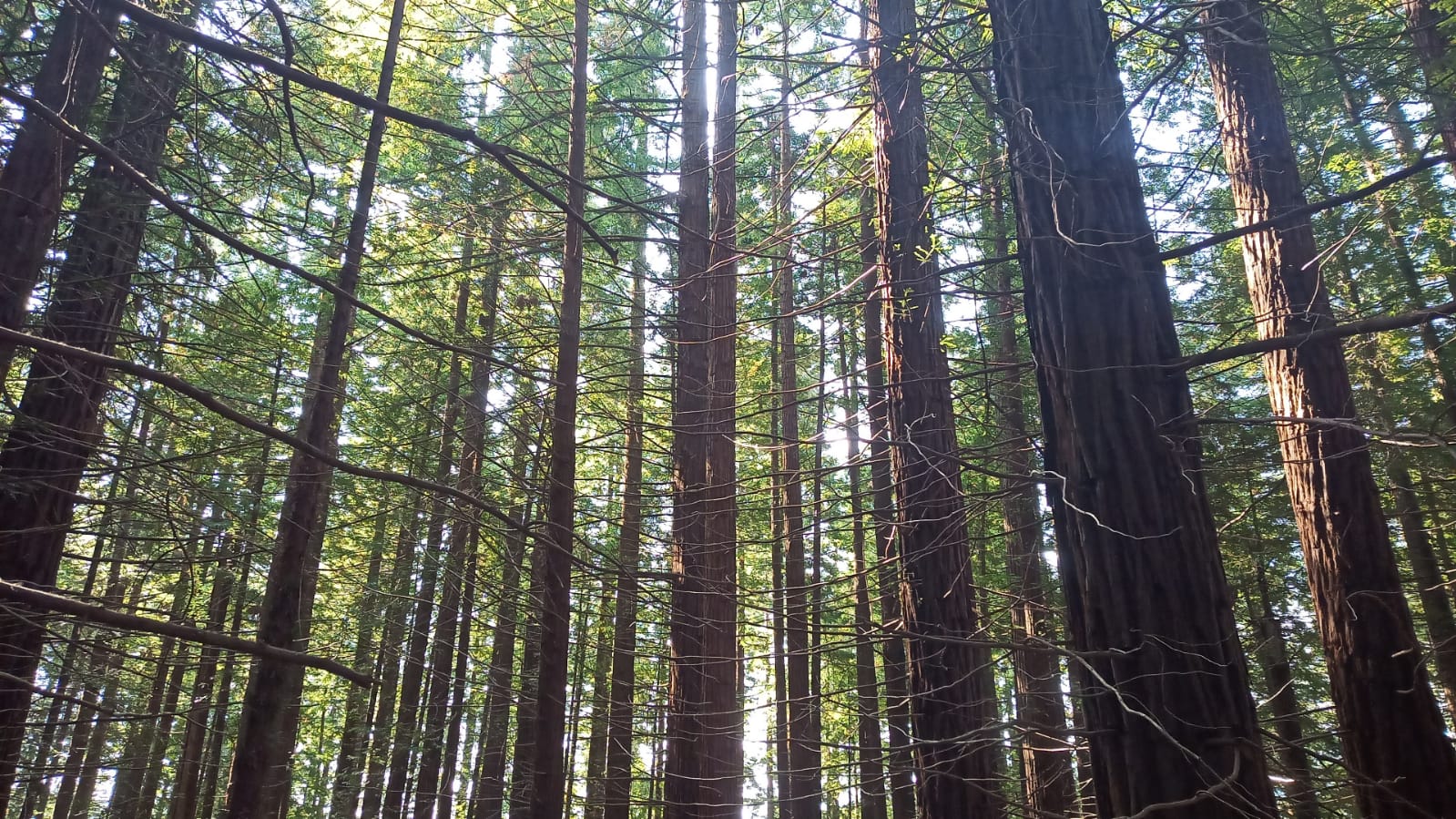 Dietario desde mi jardín - Secuoyas