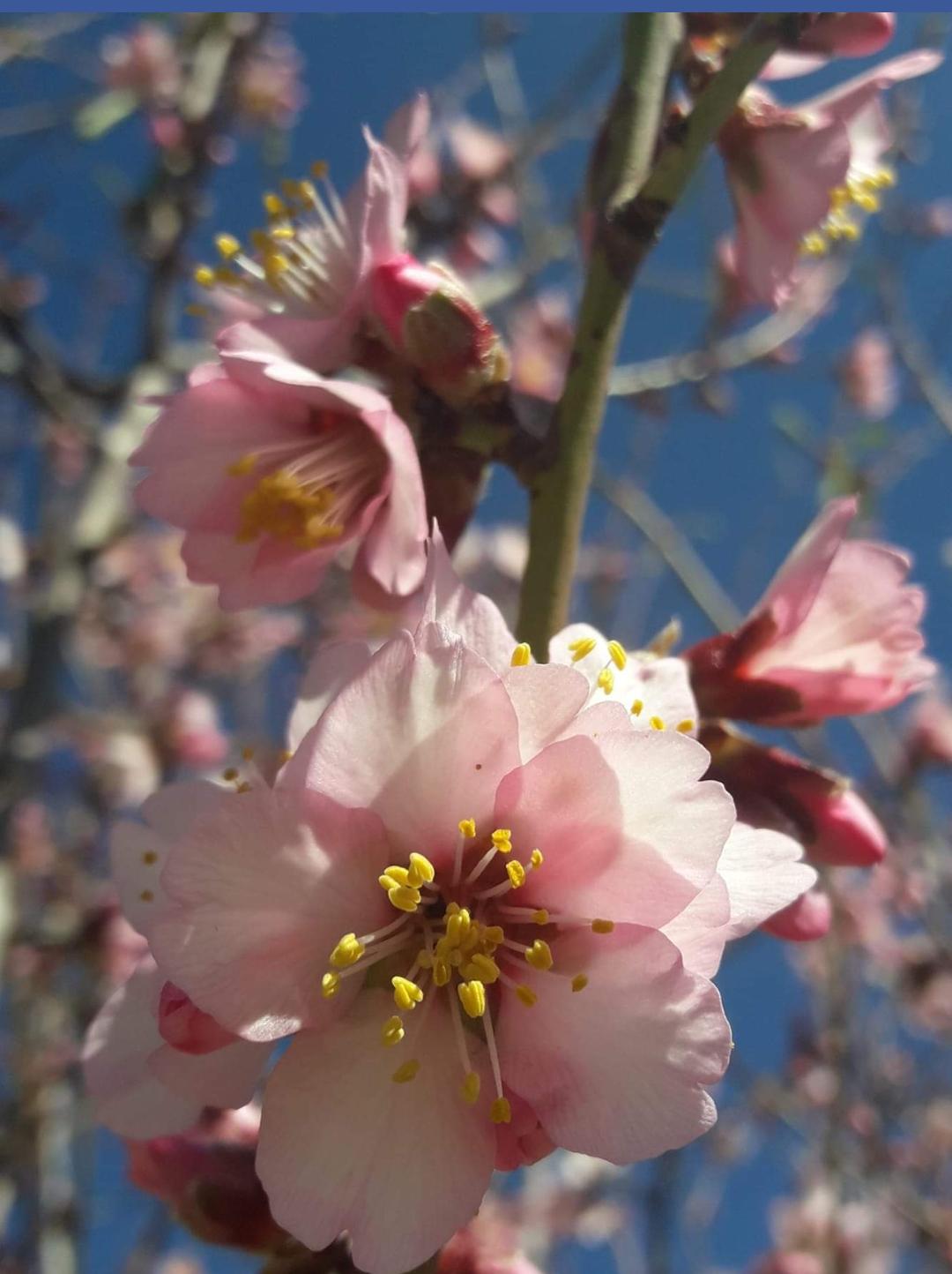 Dietario desde mi jardín - Flor del almendro