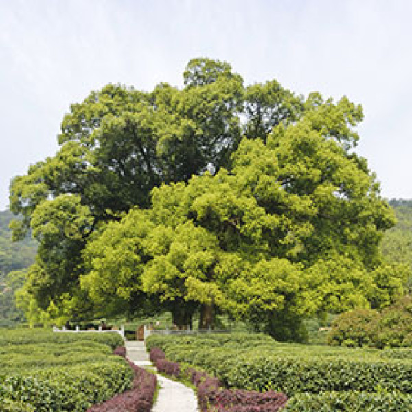 Dietario desde mi jardín - Alcanforero