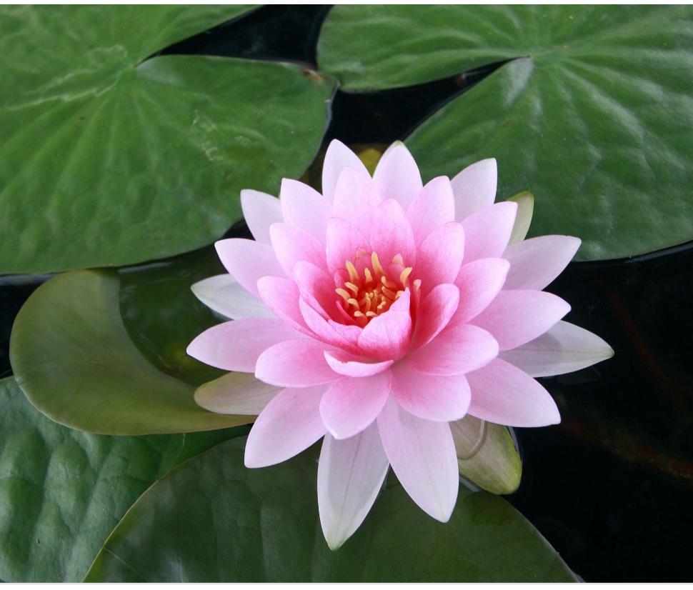 Dietario desde mi jardín - Flor Loto