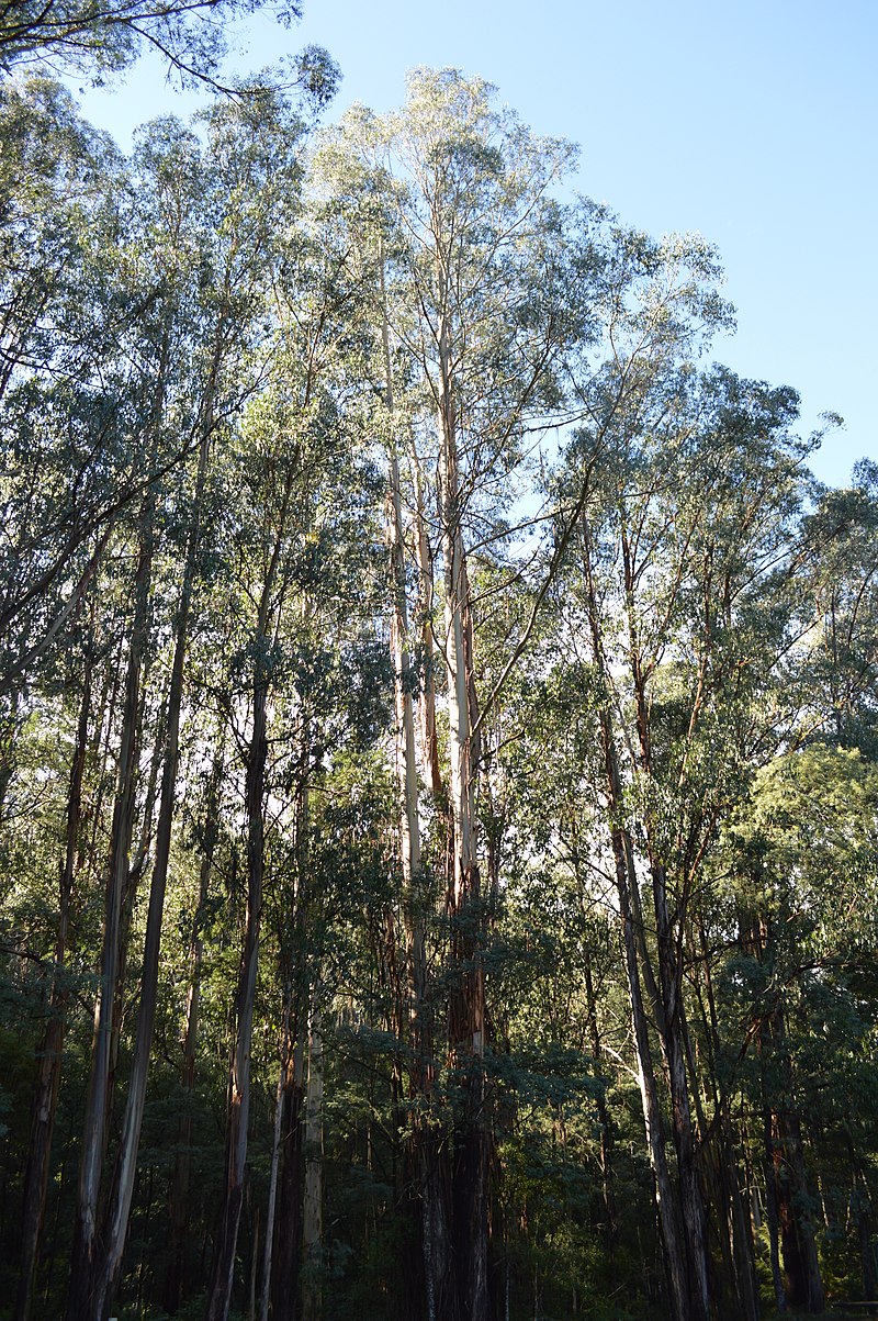 Dietario desde mi jardín - Eucalipto