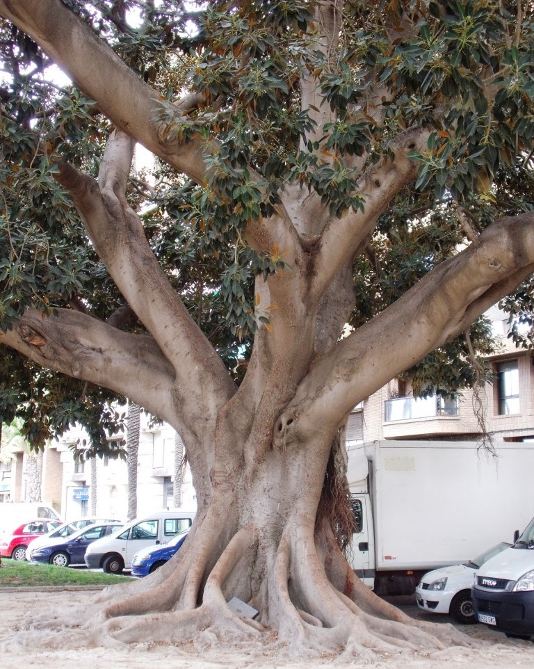 Dietario desde mi jardín - Magnolia