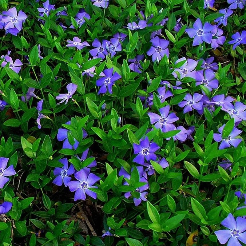 Dietario desde mi jardín - Vinca