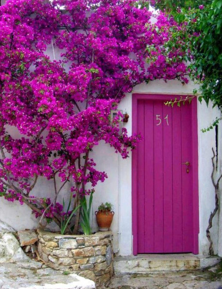 Dietario desde mi jardín - Buganvillas