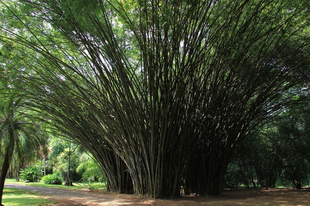 Dietario desde mi jardín - Bambú