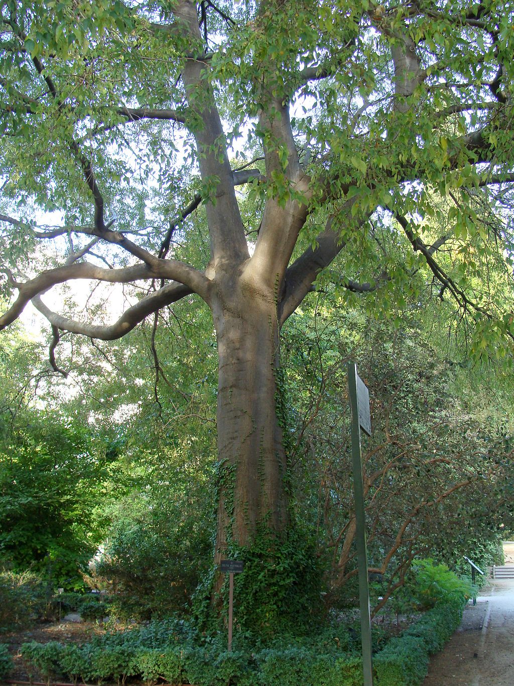 Dietario desde mi jardín - Almez