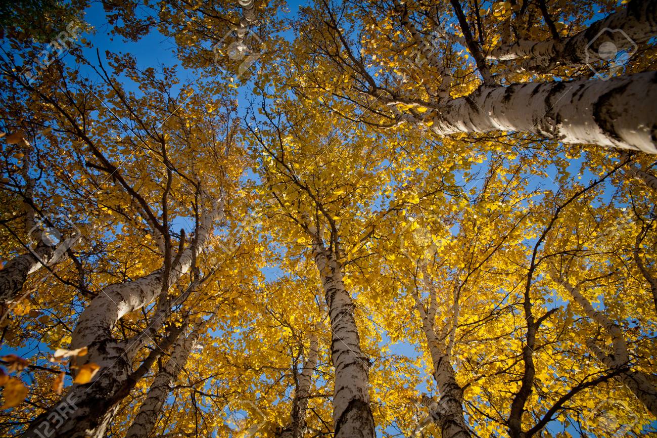 Dietario desde mi jardín - Chopos