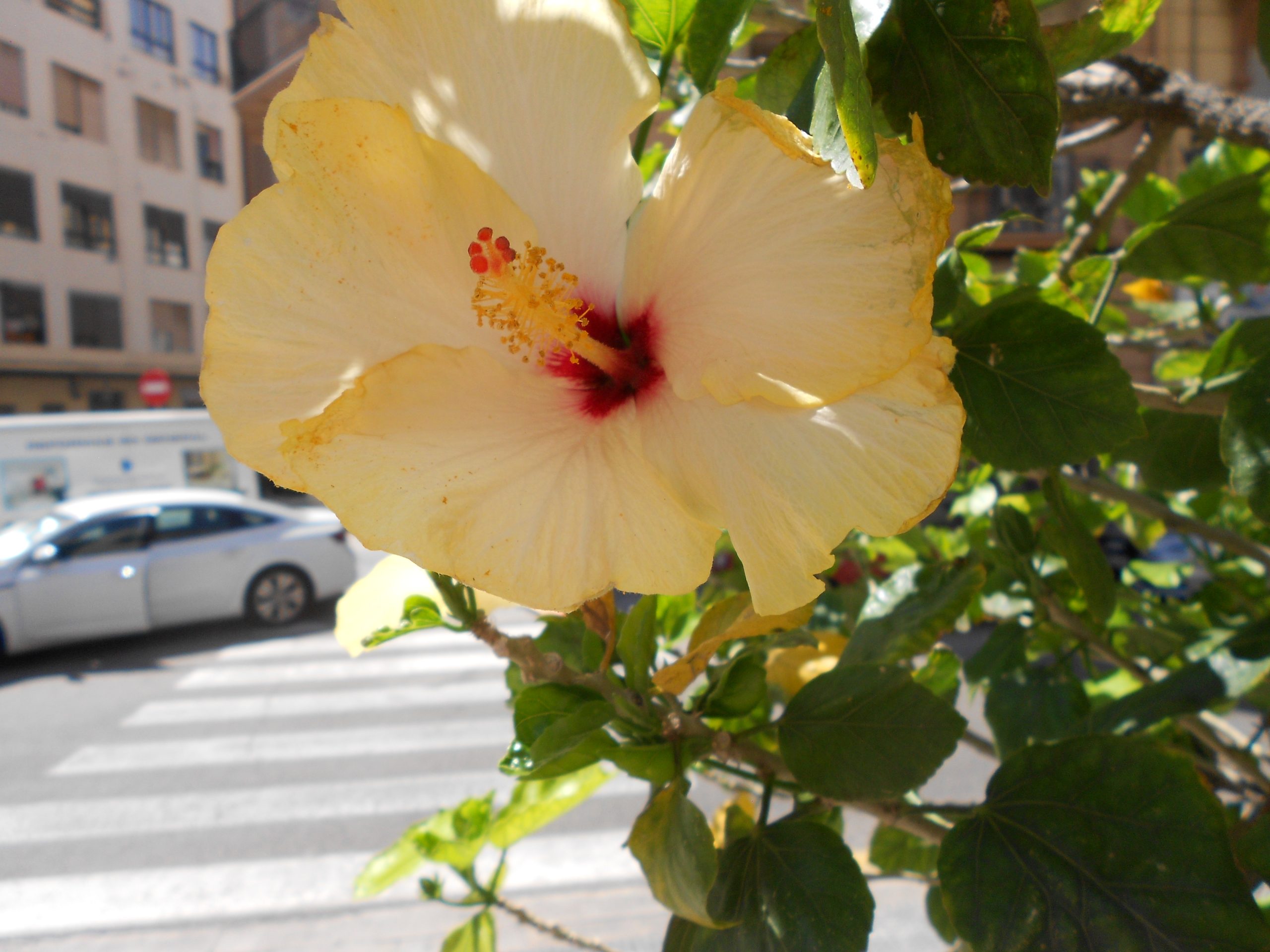 Dietario desde mi jardín - Hibisco