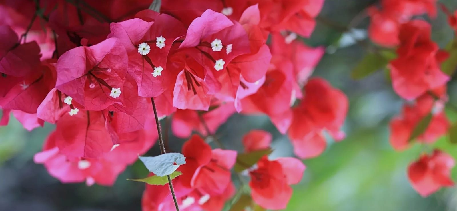 Dietario desde mi jardín - Buganvilla