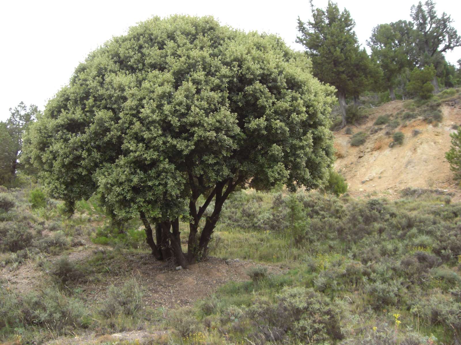 Dietario desde mi jardín - Carrasca